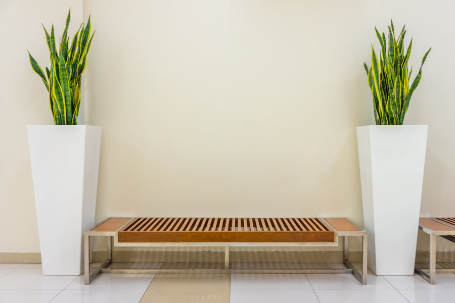 Lança de São Jorge: Cinco ideias de plantas para usar na decoração do apartamento Lança de São Jorge - Construtora Trisul - decoração com plantas - decoração - ambiente - plantas