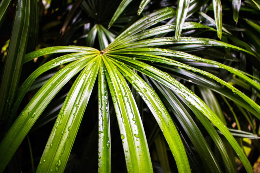 Palmeira-ráfia: Cinco ideias de plantas para usar na decoração do apartamento Palmeira-ráfia - Construtora Trisul - decoração com plantas - decoração - ambiente - plantas