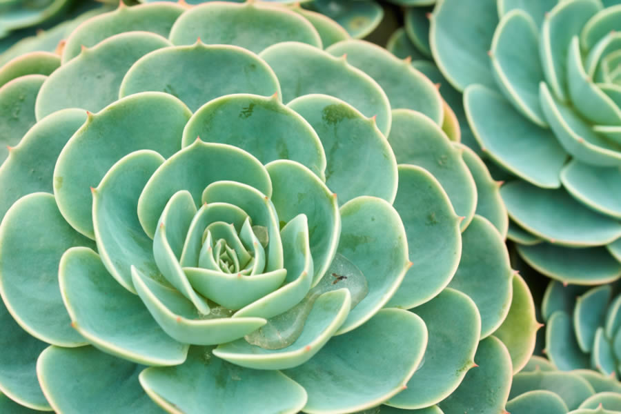 Rosa de Pedra - Cinco ideias de plantas para usar na decoração do apartamento Rosa de Pedra - Construtora Trisul - decoração com plantas - decoração - ambiente - plantas