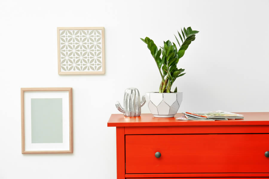 Zamioculca: Cinco ideias de plantas para usar na decoração do apartamento Zamioculca - Construtora Trisul - decoração com plantas - decoração - ambiente - plantas