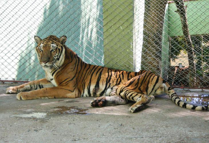 AGU obtém condenação de zoológico em Santa Catarina por maus tratos a animais