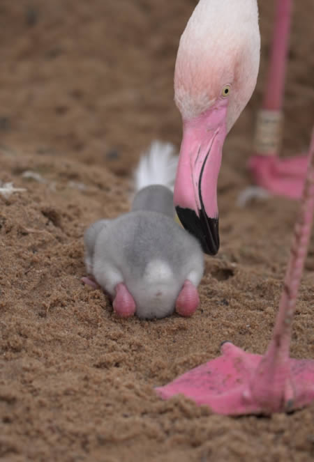 flamingos Parque das Aves